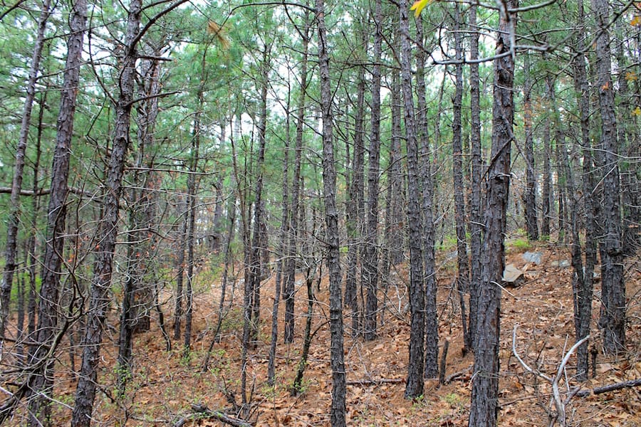 Trophy Ridge Phase III Tract 38 photo 12
