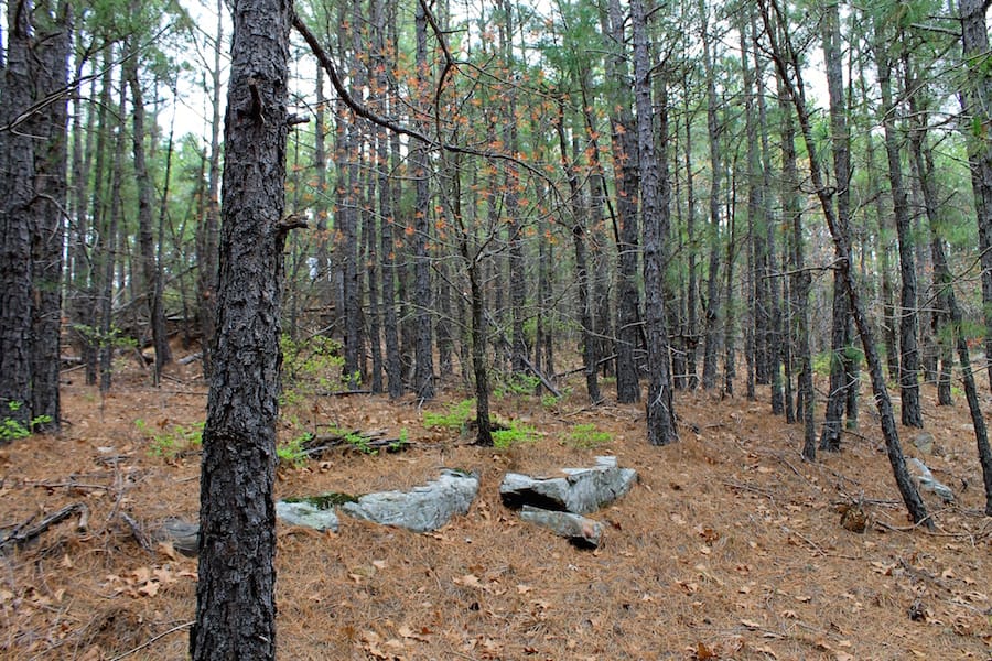 Trophy Ridge Phase III Tract 38 photo 13