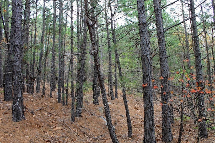 Trophy Ridge Phase III Tract 38 photo 14