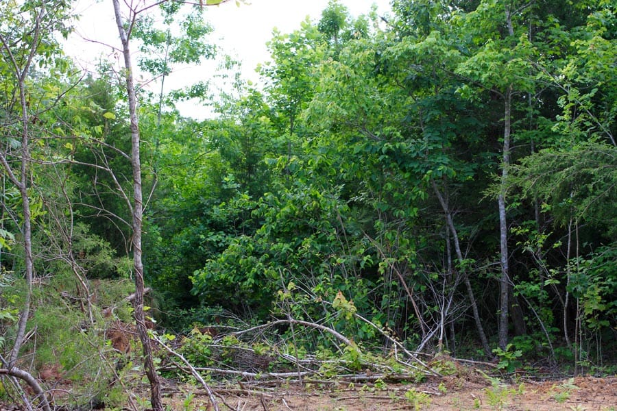 Bluebird Ranch Tract 3 photo 3