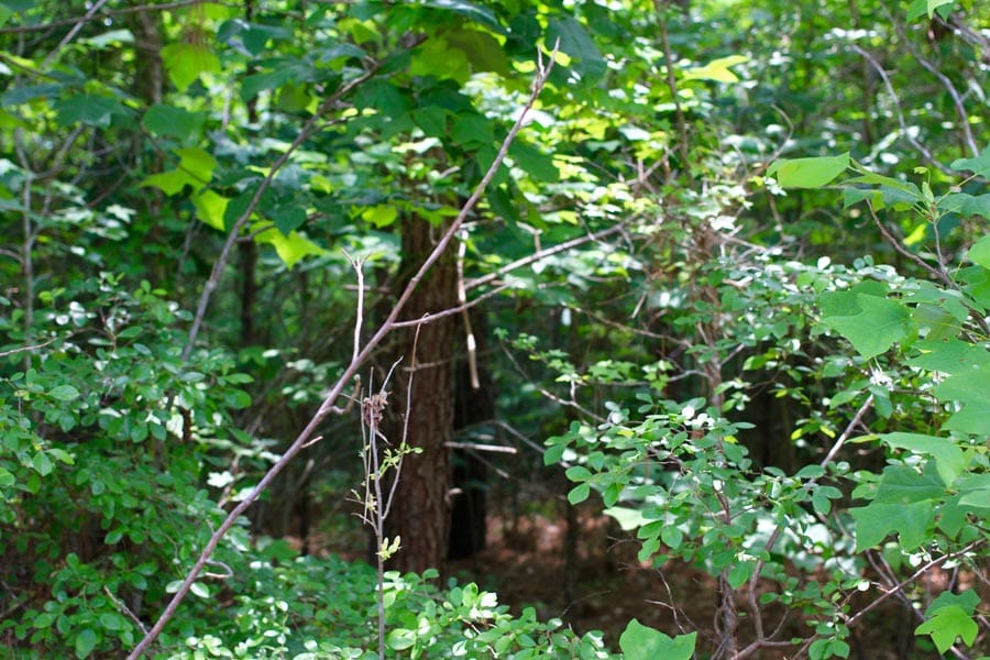 Bluebird Ranch Tract 3 photo 5