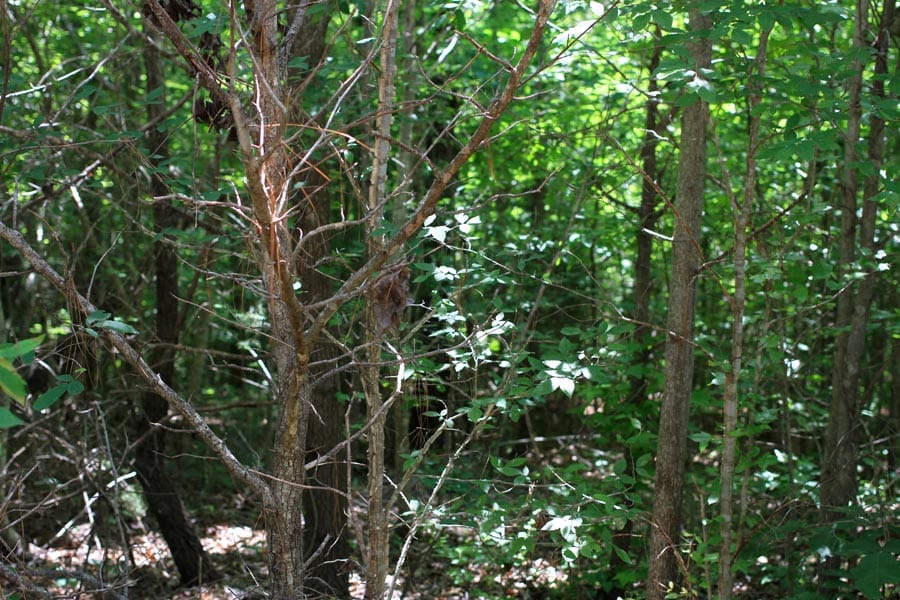 Bluebird Ranch Tract 3 photo 8