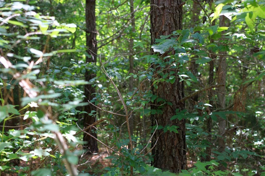 Bluebird Ranch Tract 3 photo 10