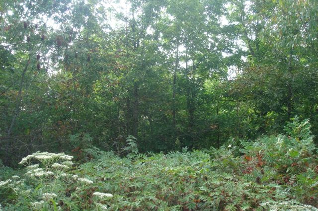 Sugartree Falls Tract 7 photo 3