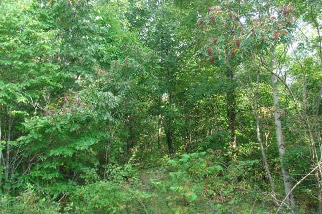 Sugartree Falls Tract 7 photo 2
