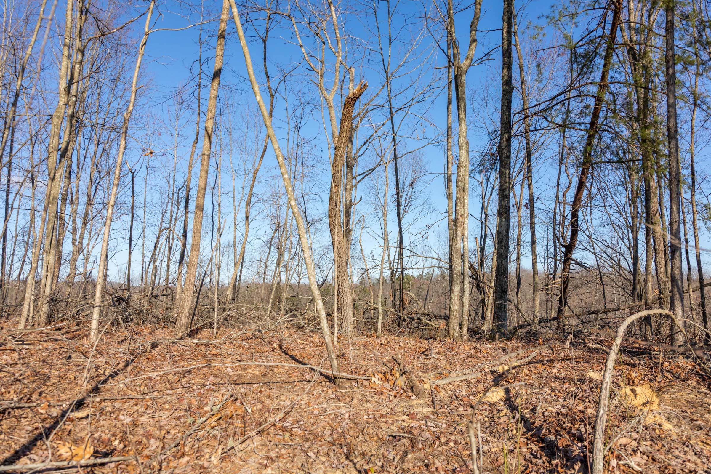 Creek Hollow Phase I Tract 20 photo 7