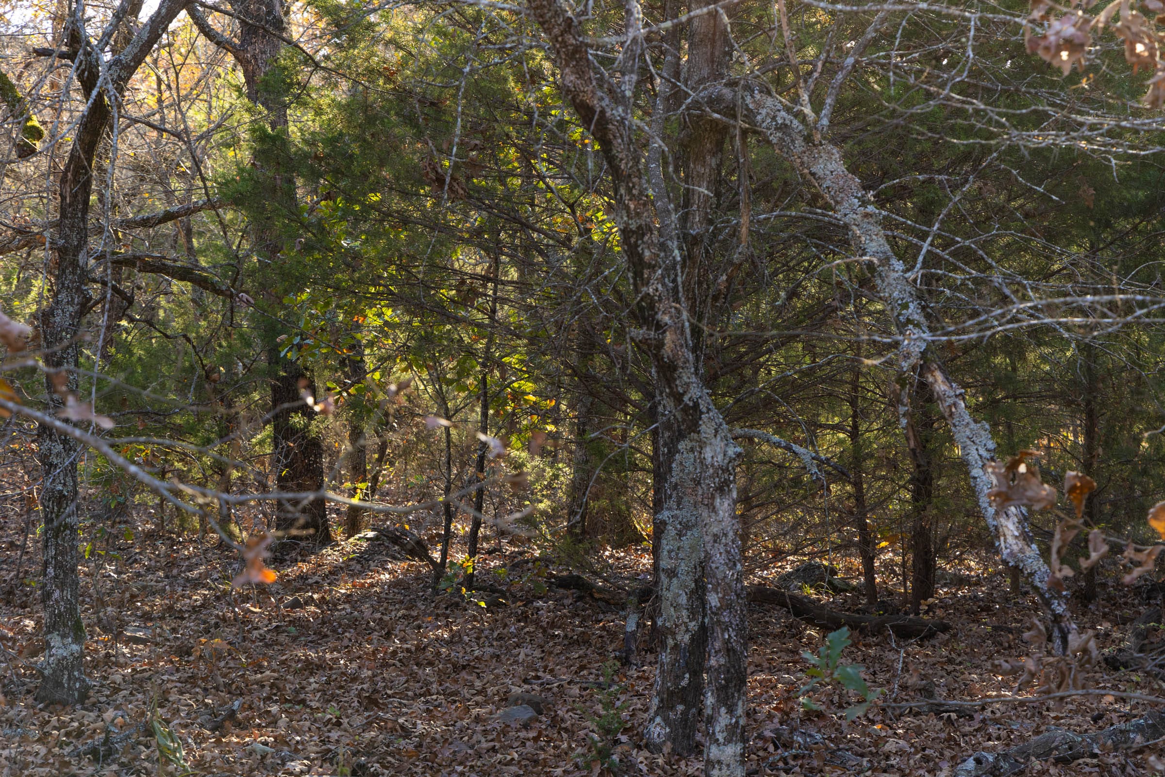 Harmony Hills Tract 51 photo 5