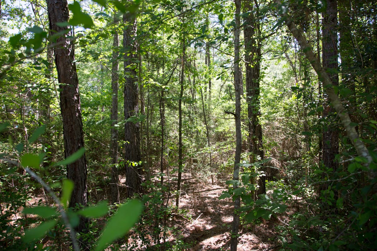 Rayburn Country Tract 8 photo 4