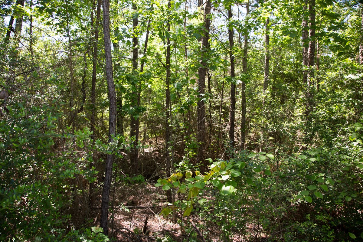 Rayburn Country Tract 8 photo 11