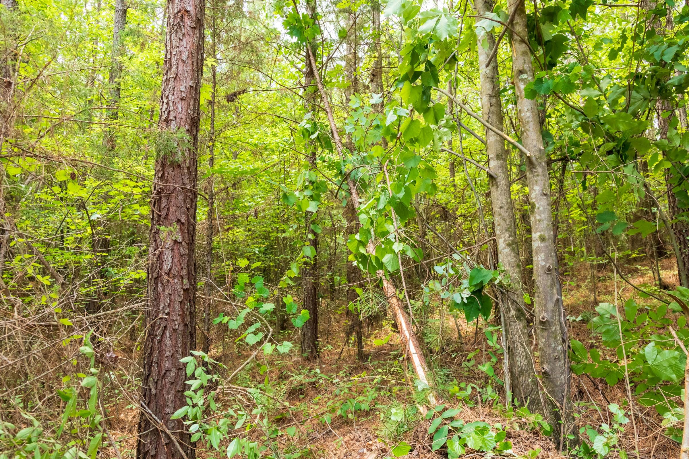 Whiskey Ridge Tract 10 photo 1