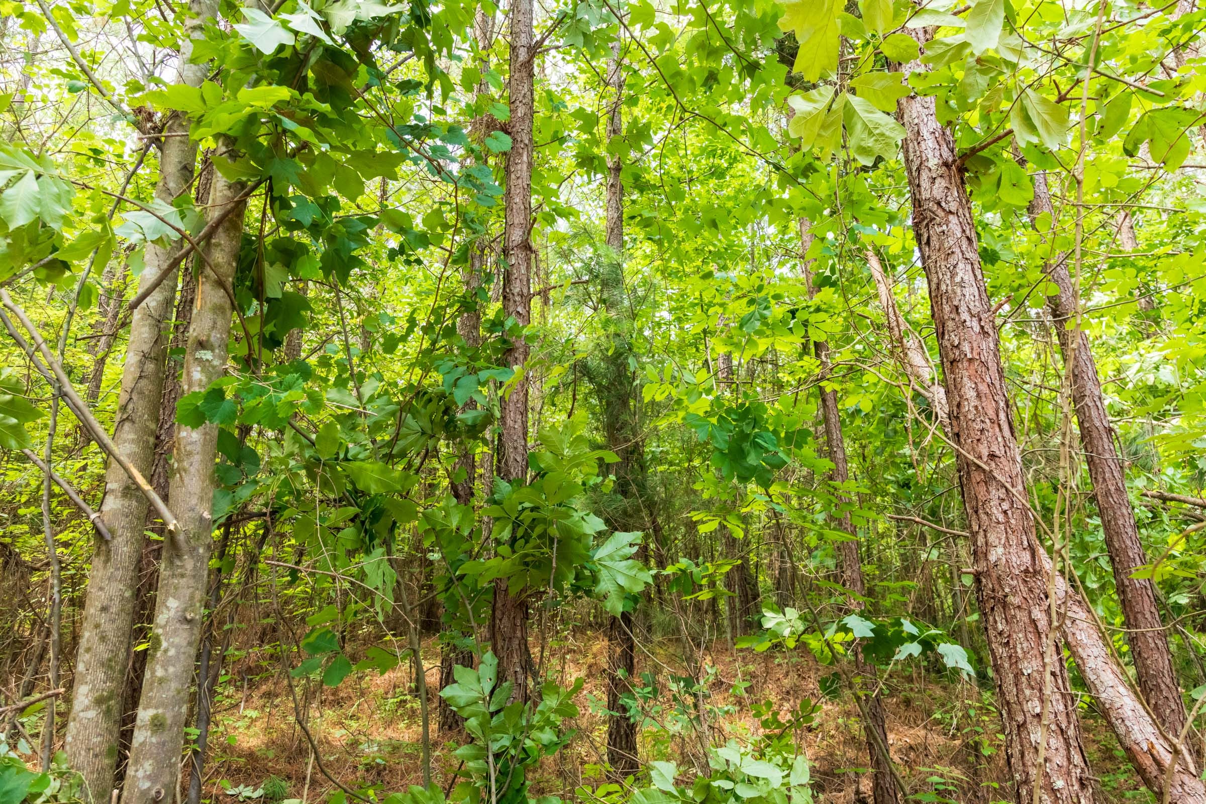 Whiskey Ridge Tract 10 photo 2