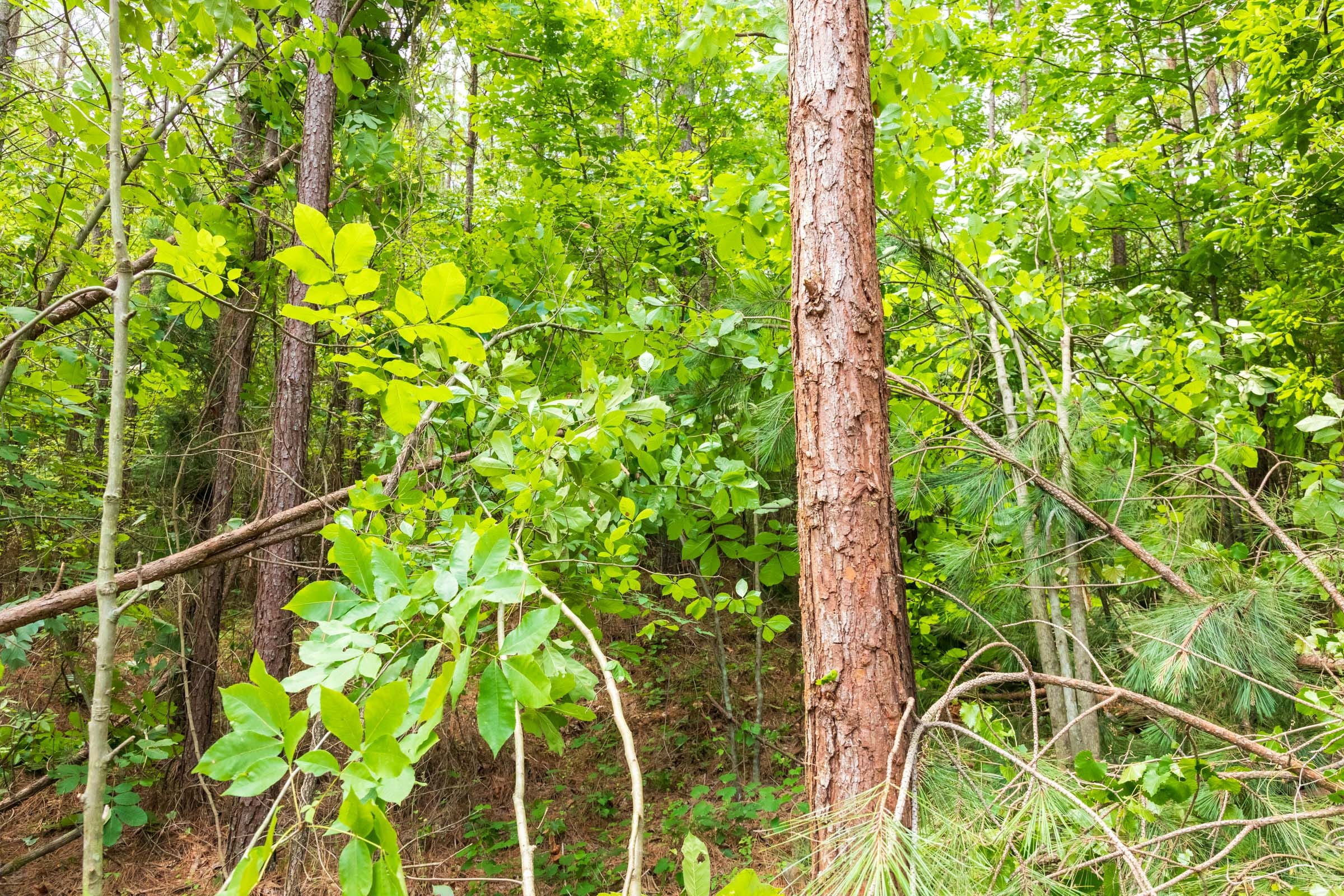 Whiskey Ridge Tract 10 photo 3