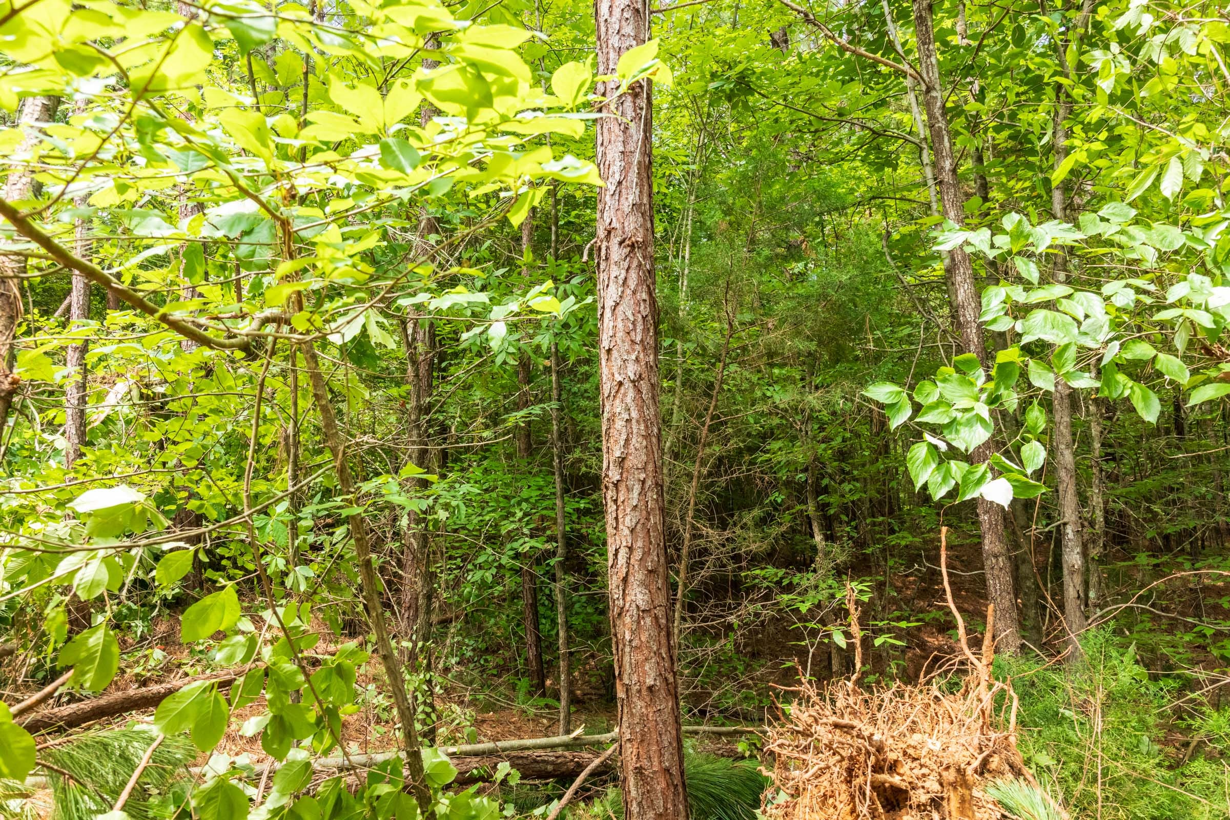 Whiskey Ridge Tract 10 photo 4