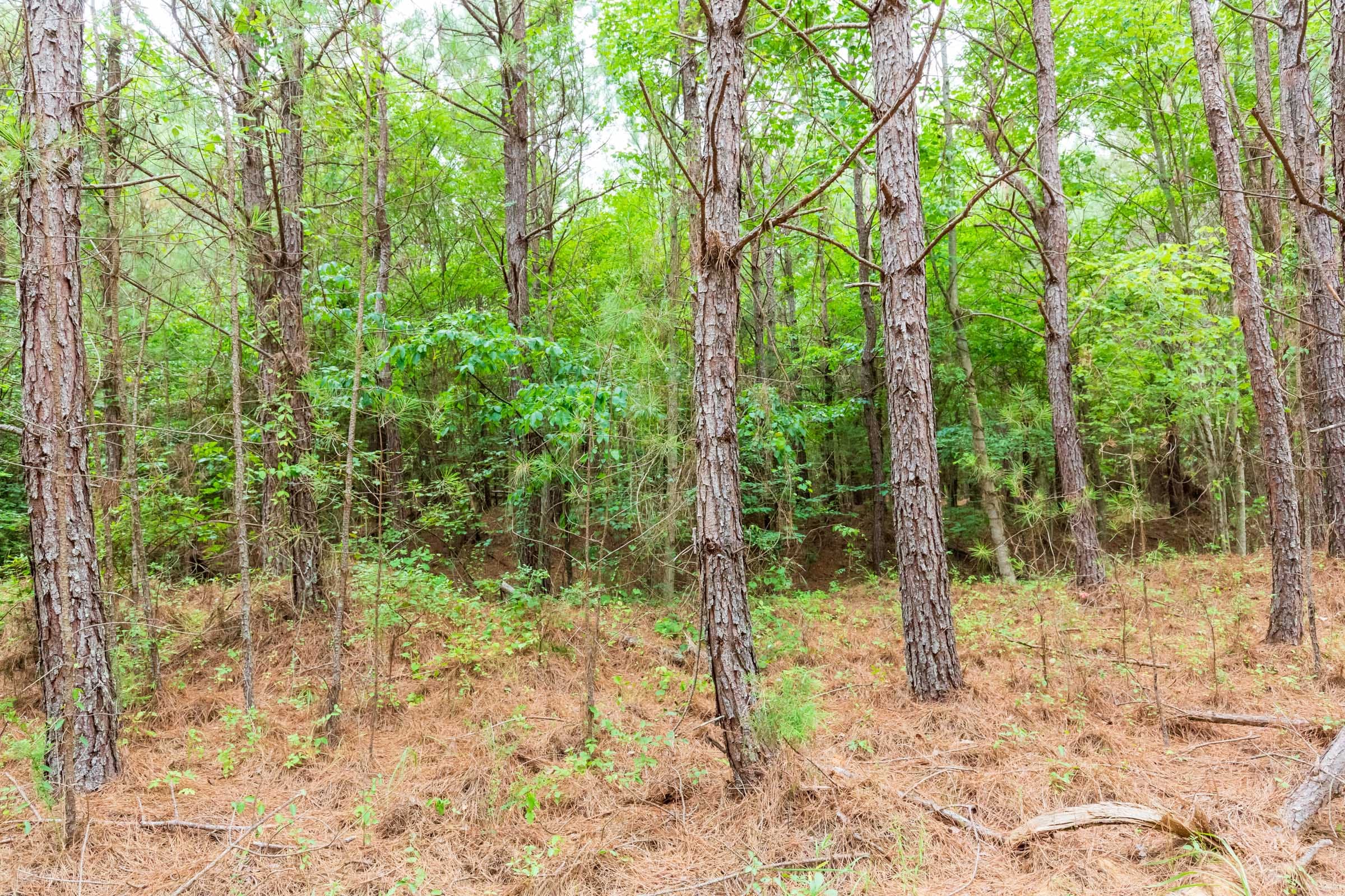 Whiskey Ridge Tract 77 photo 12