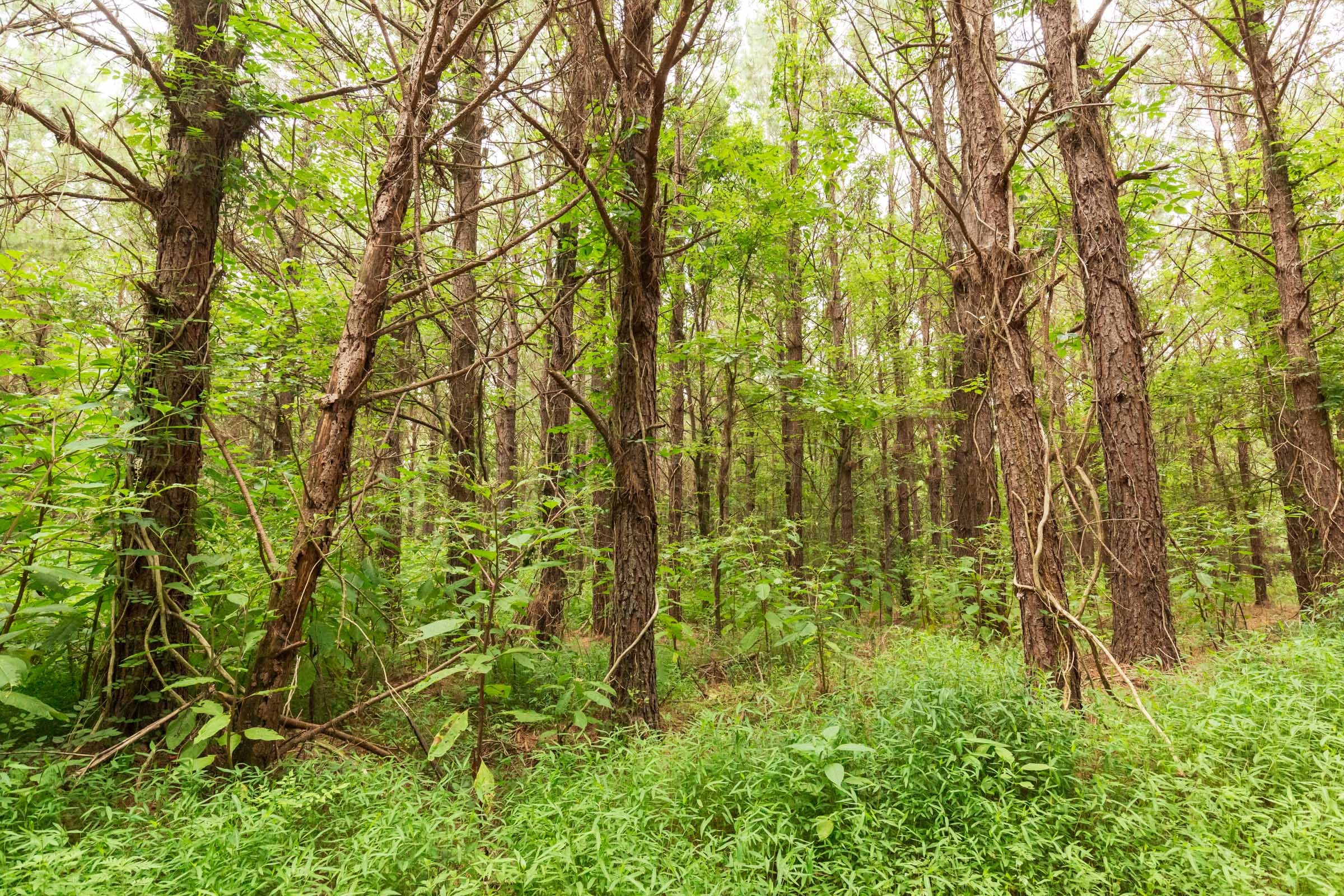 Whiskey Ridge Tract 77 photo 15