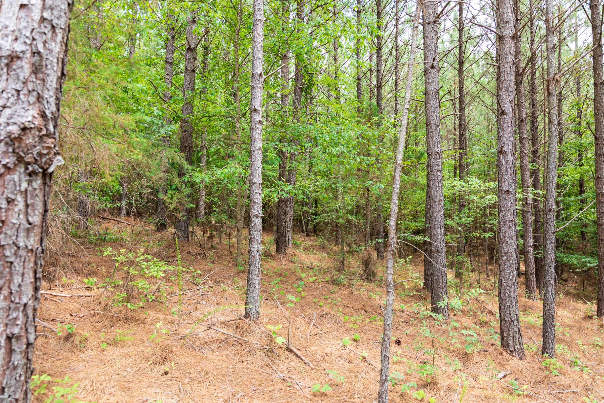 Whiskey Ridge Tract 49 photo 13