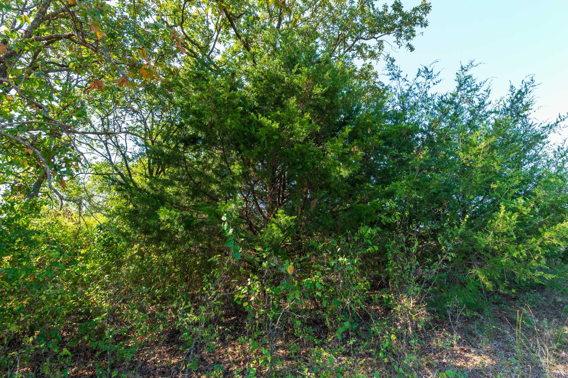 Canyon Creek Tract 12 photo 7