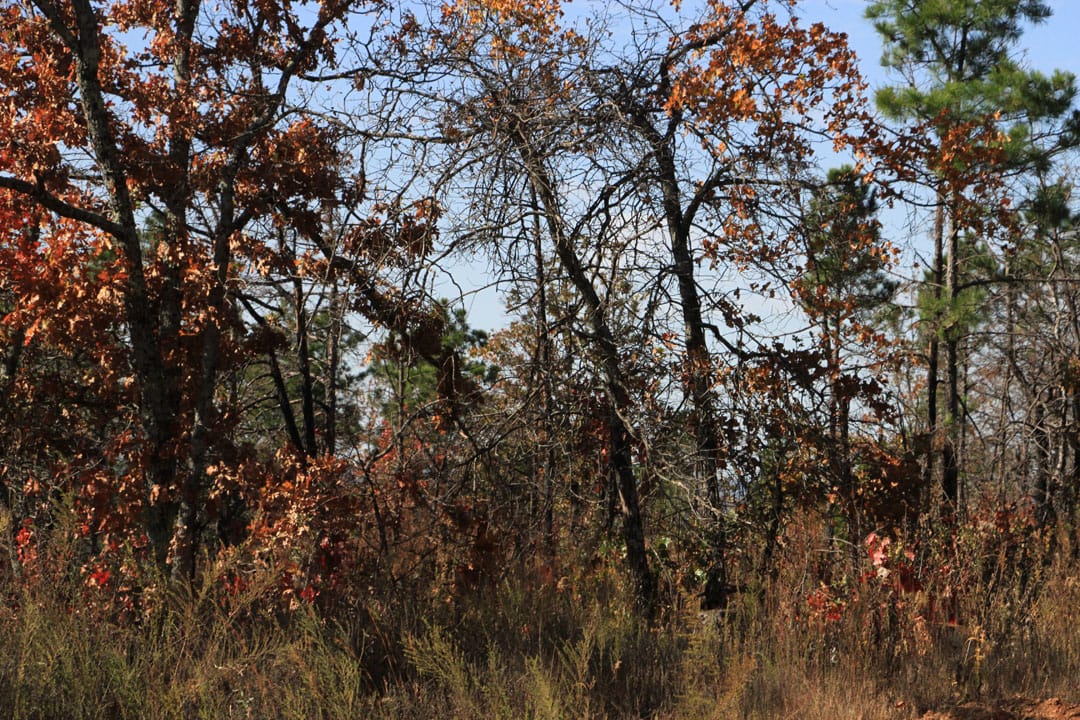 Stone Creek Phase III Tract 68 photo 3