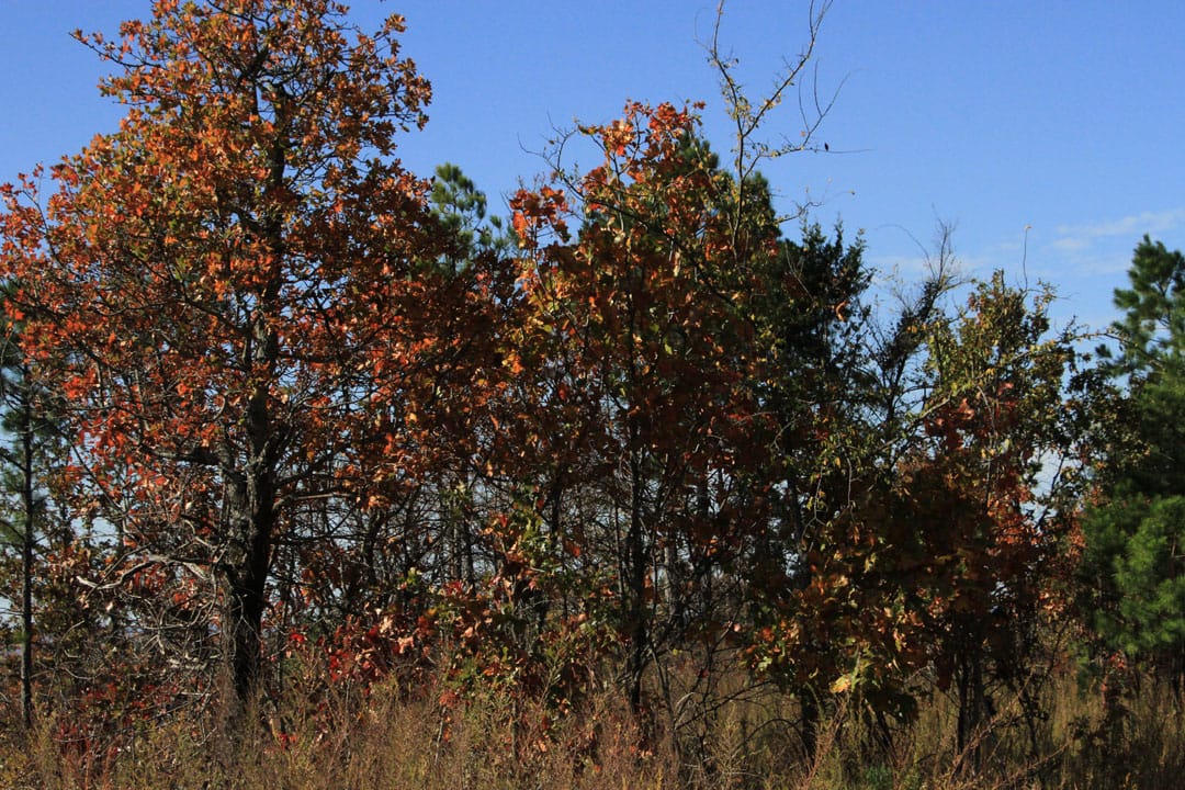 Stone Creek Phase III Tract 68 photo 5