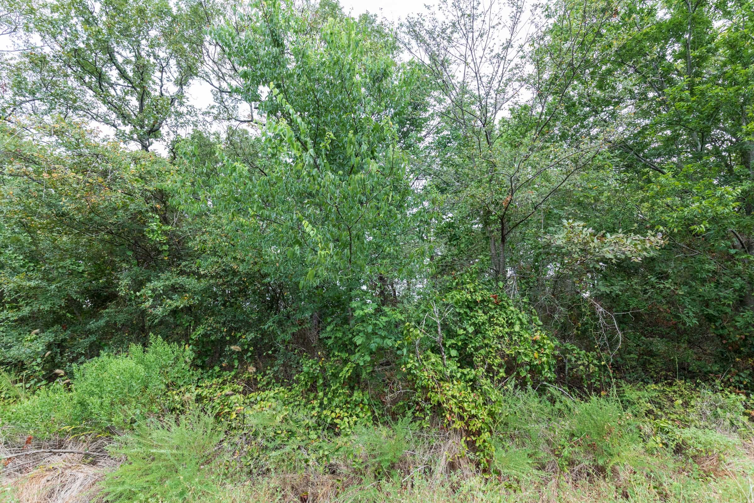 Stone Bridge Phase V Tract 333 photo 15
