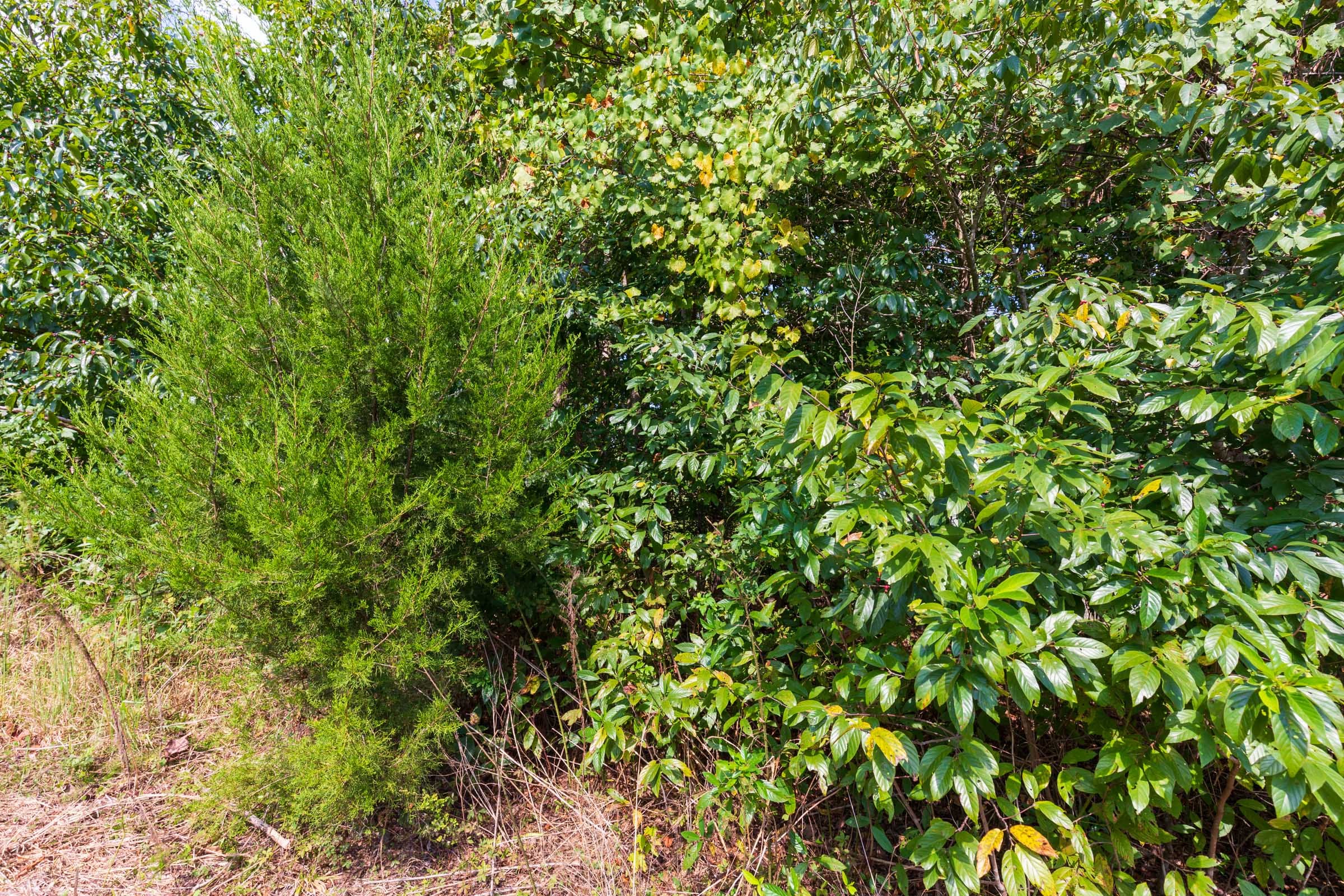 Redemption Ridge Tract 8 photo 3