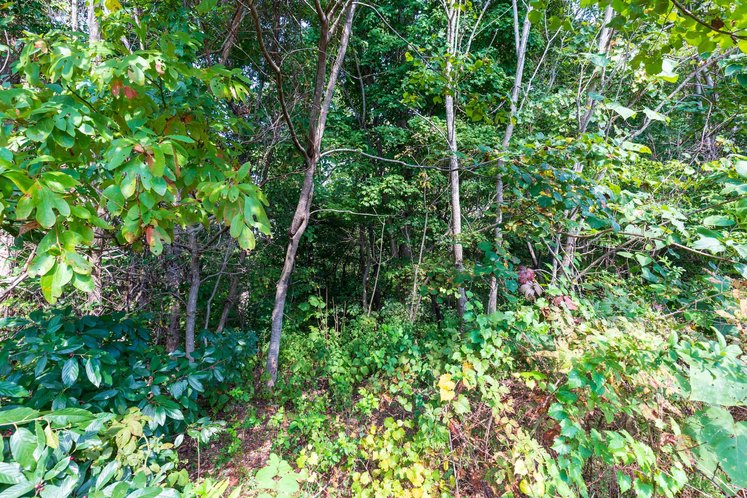 Redemption Ridge Tract 8 photo 4