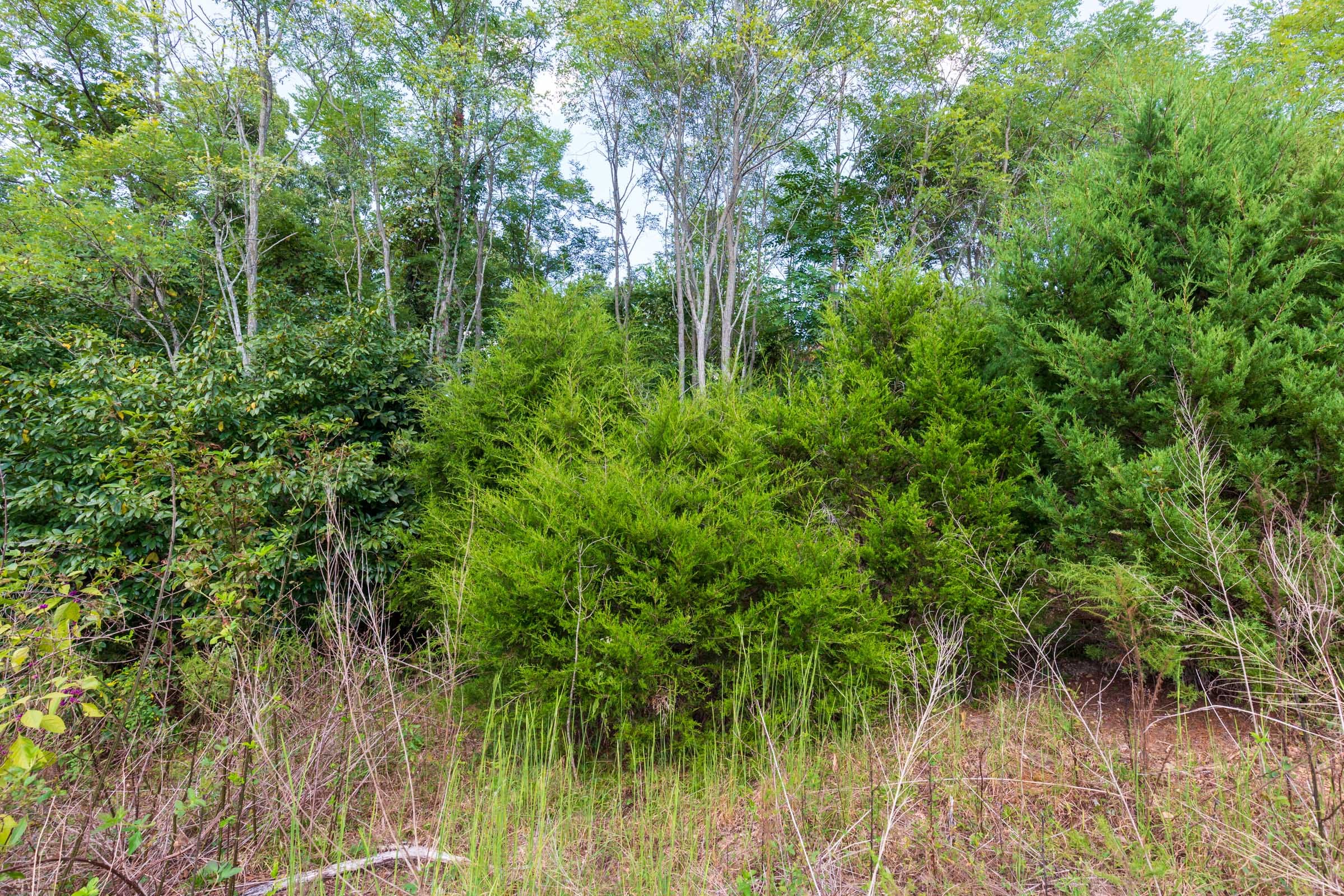 Redemption Ridge Tract 8 photo 16