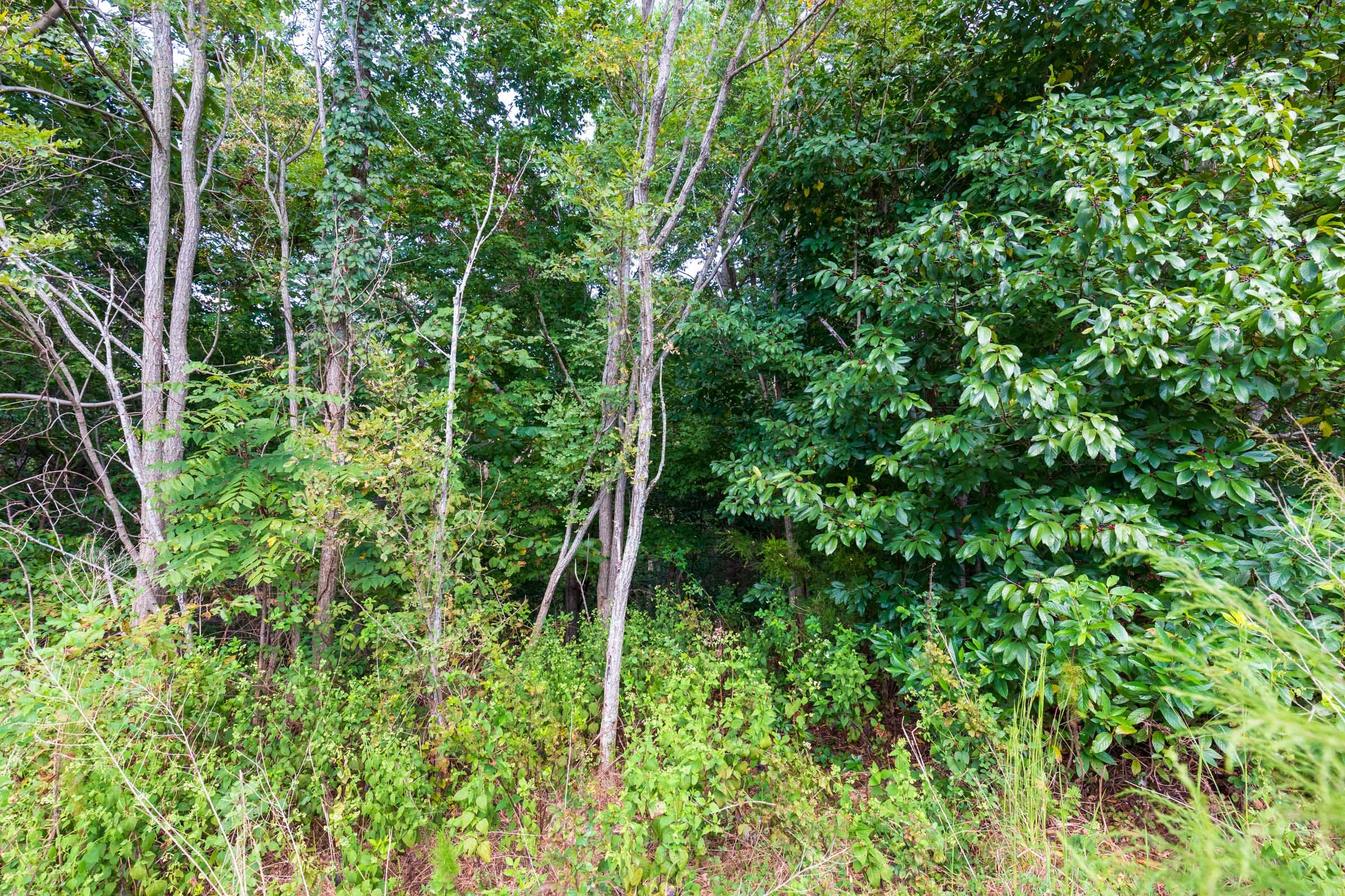 Redemption Ridge Tract 8 photo 19