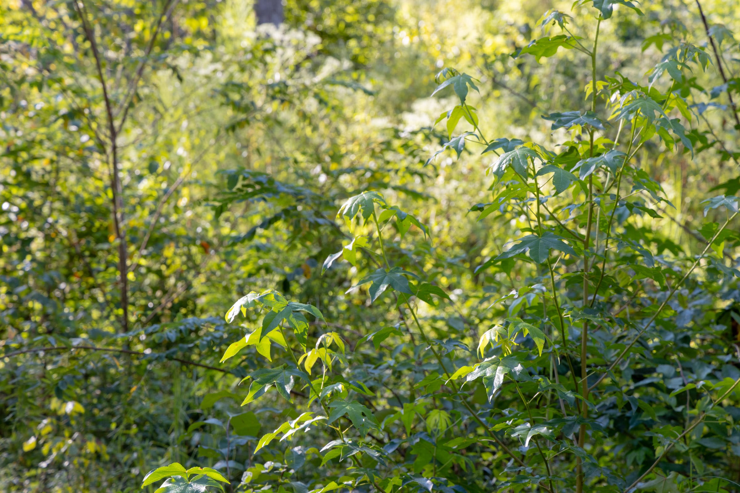 Big White Oak Tract 7 photo 9