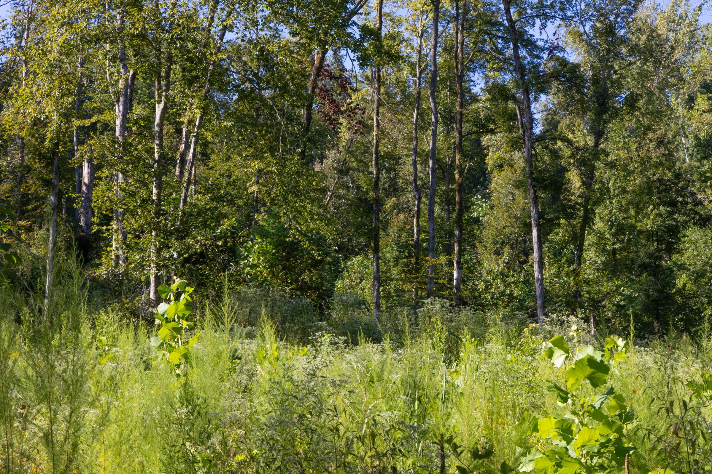 Big White Oak Tract 7 photo 8