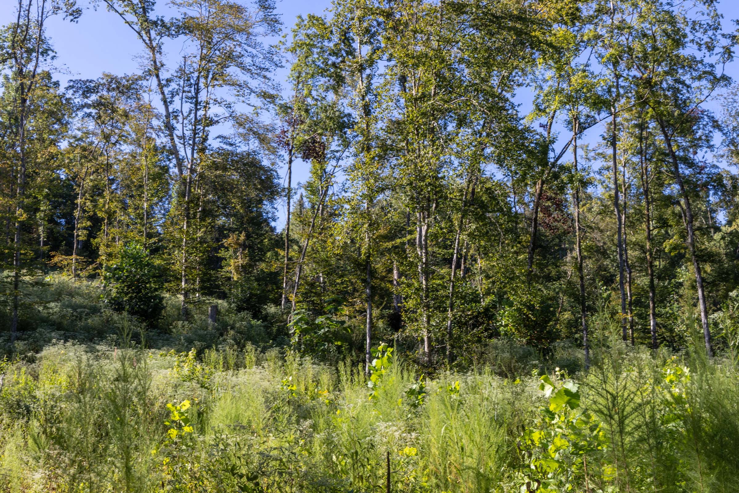 Big White Oak Tract 7 photo 6