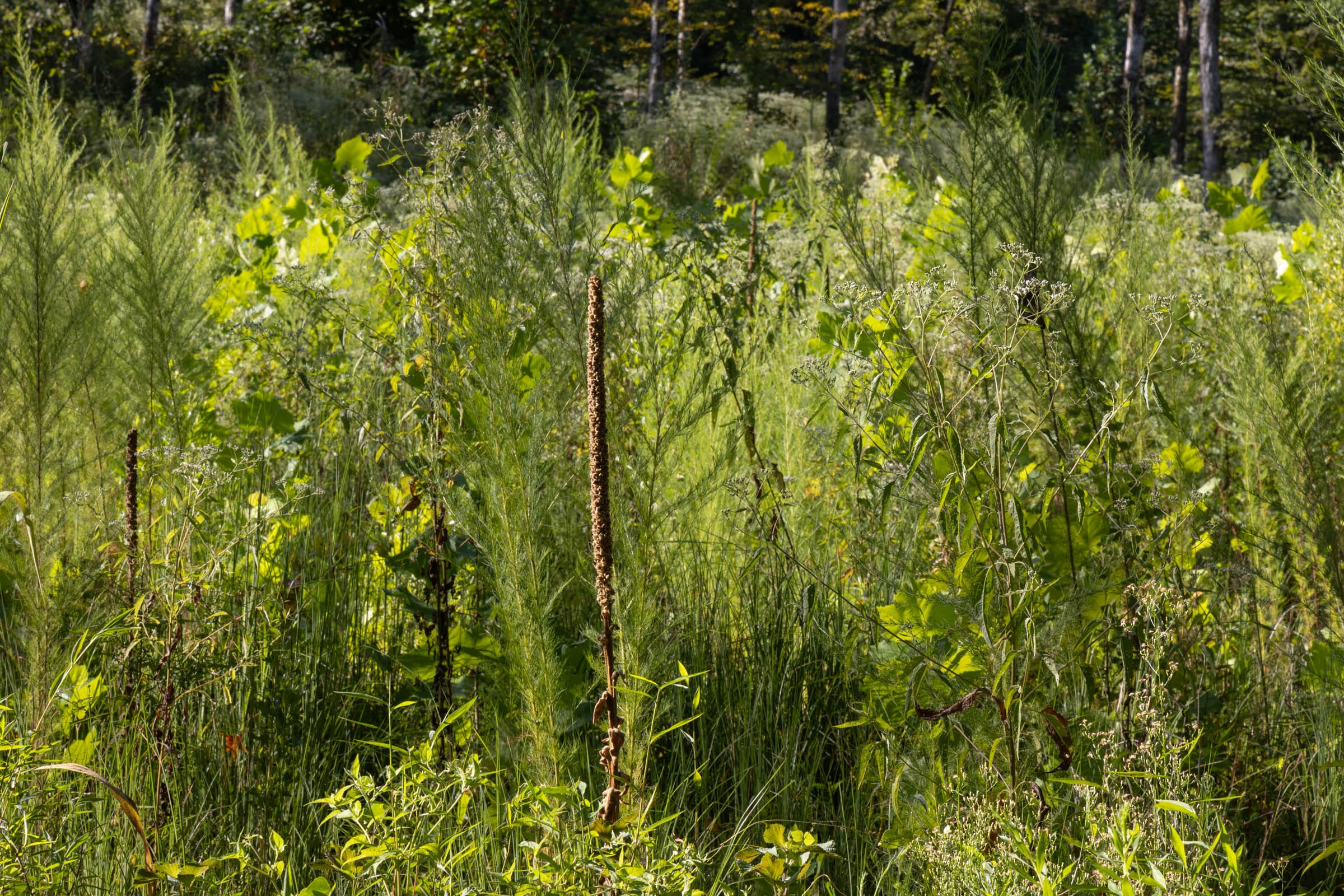 Big White Oak Tract 7 photo 5