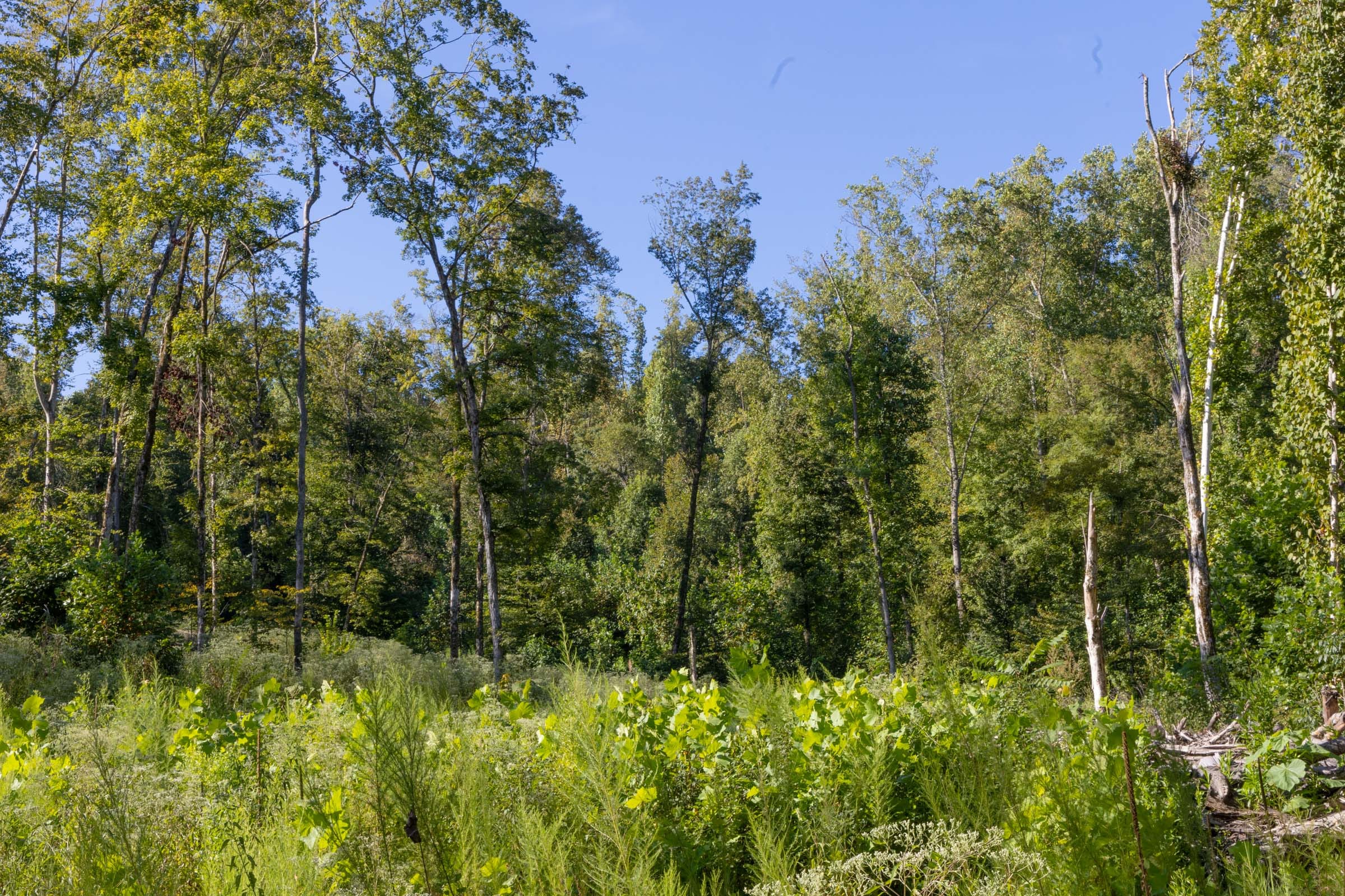 Big White Oak Tract 7 photo 3
