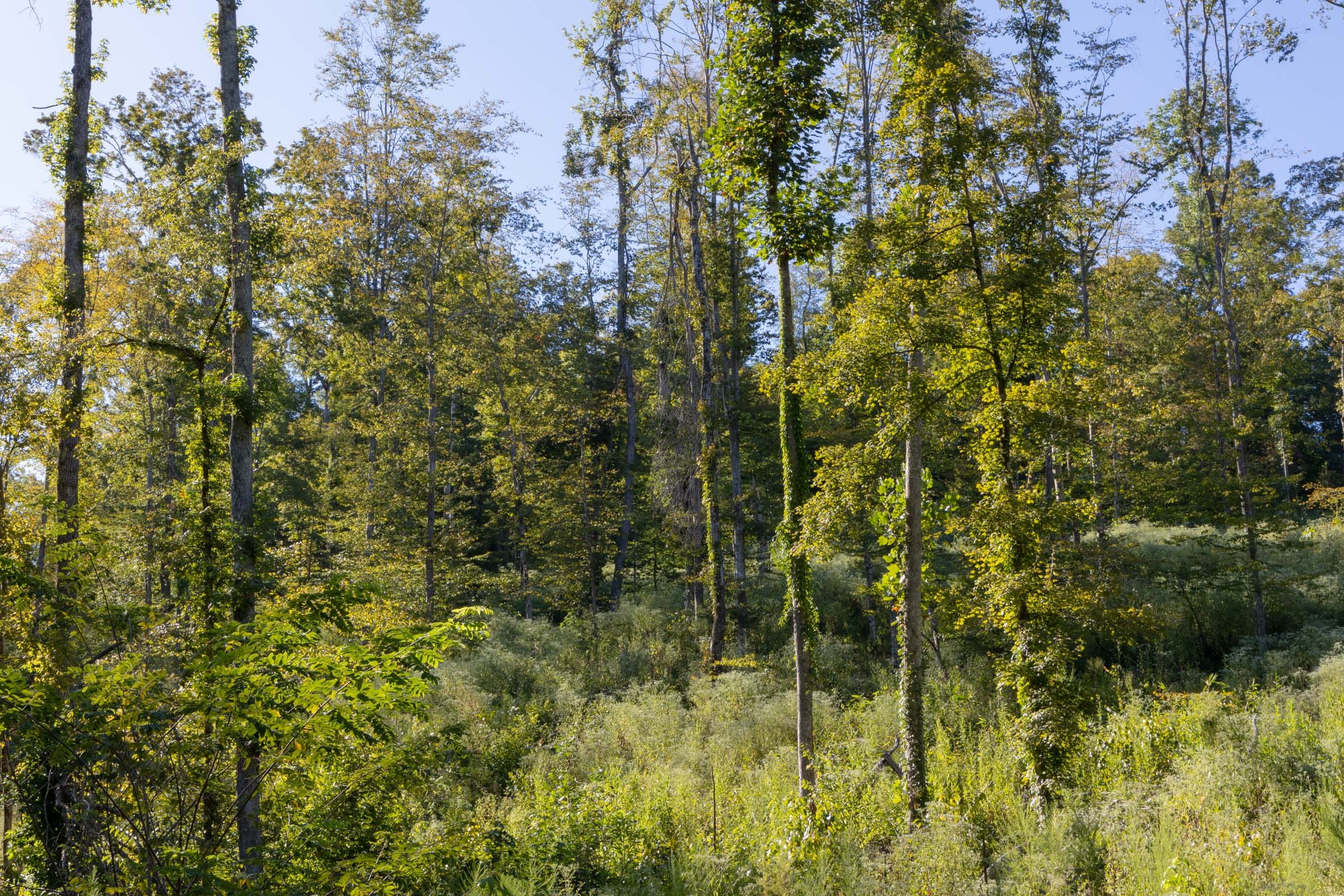 Big White Oak Tract 7 photo 2