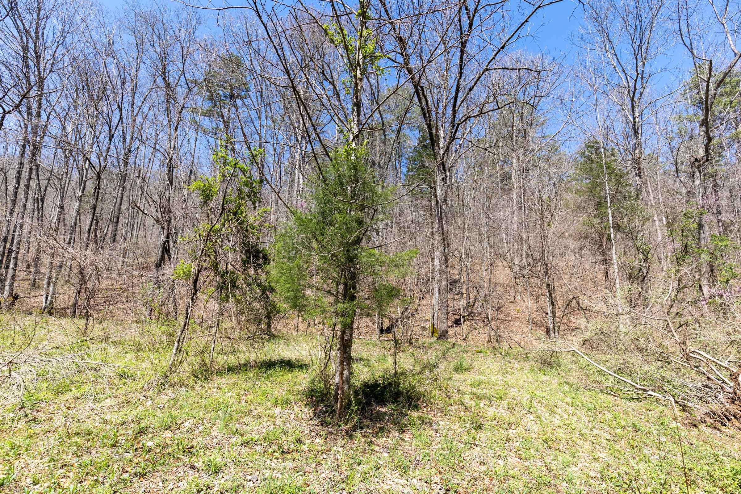 Woodland Heights Tract 5 photo 8