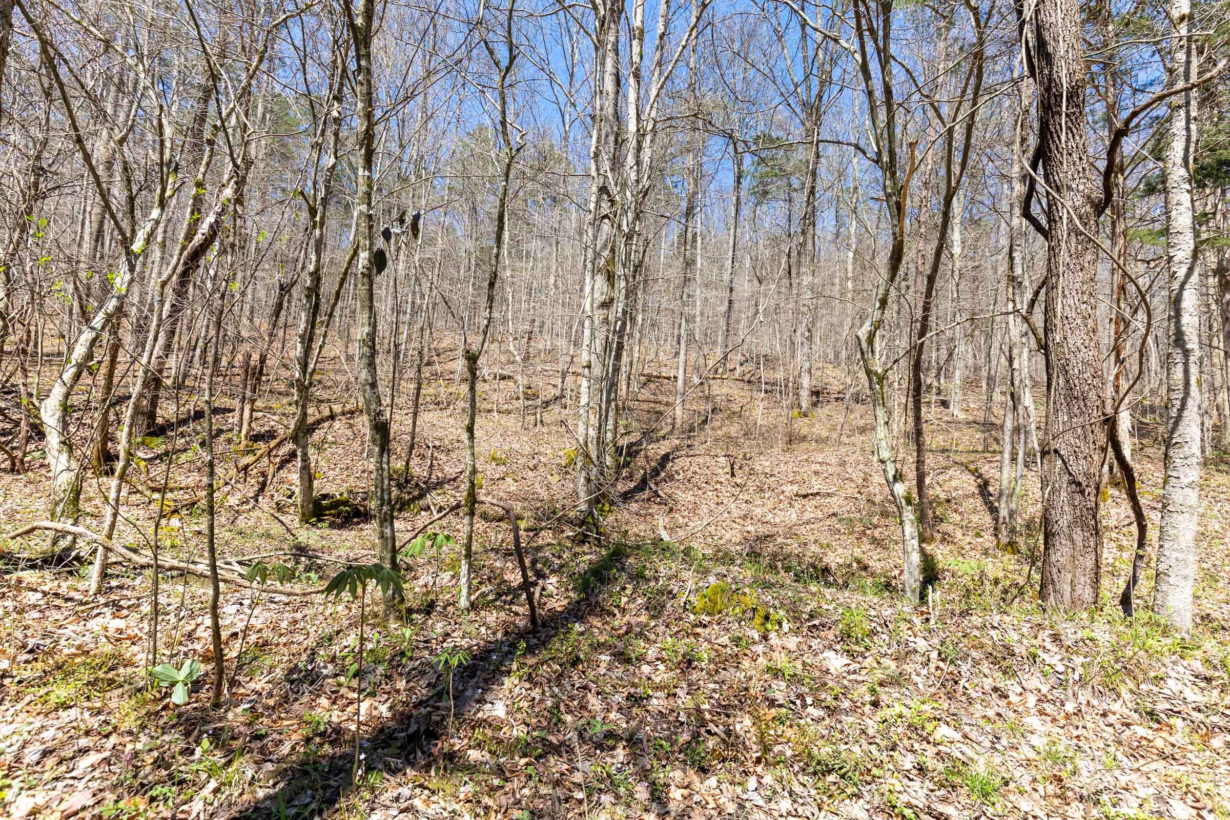 Woodland Heights Tract 5 photo 10