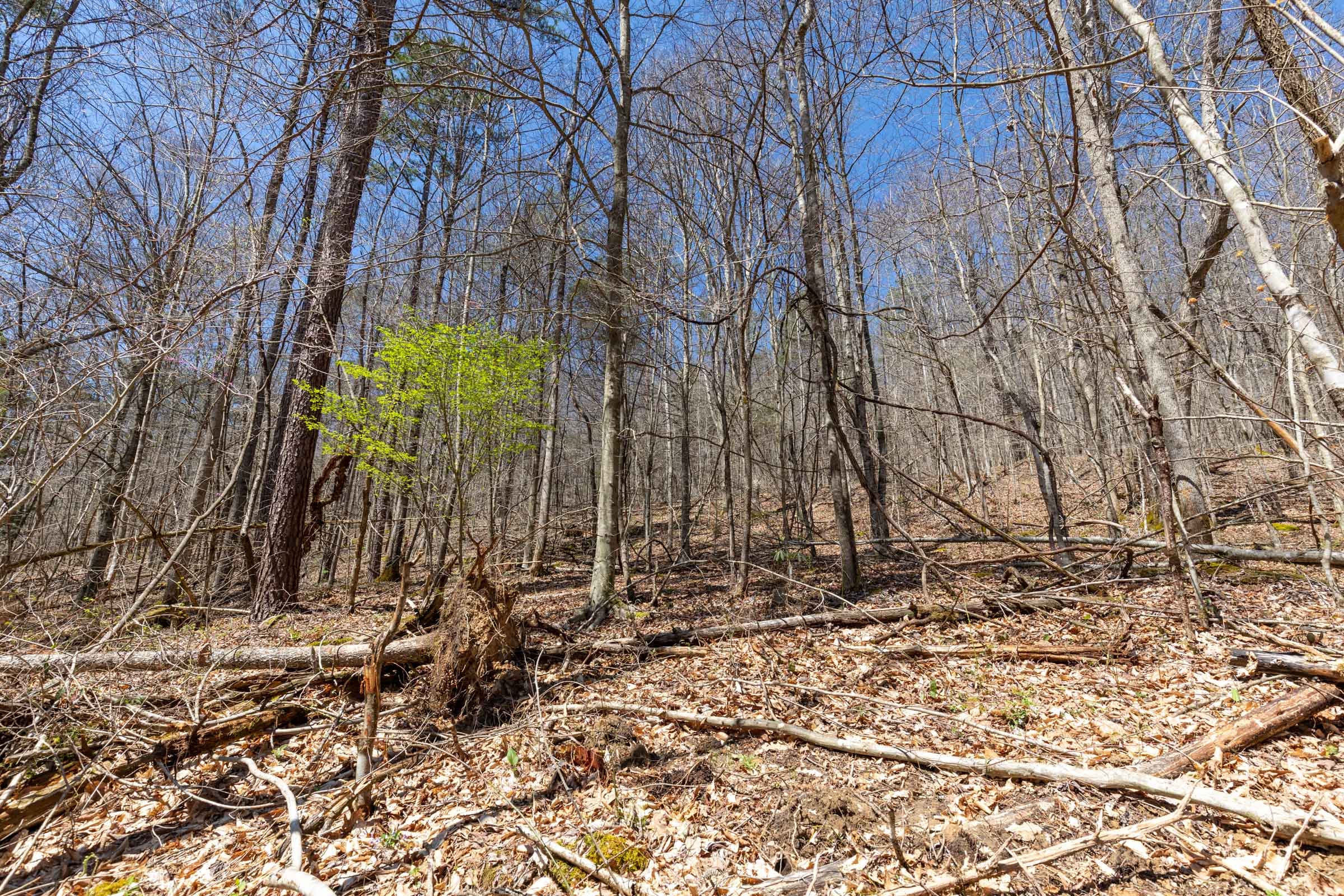 Woodland Heights Tract 5 photo 13