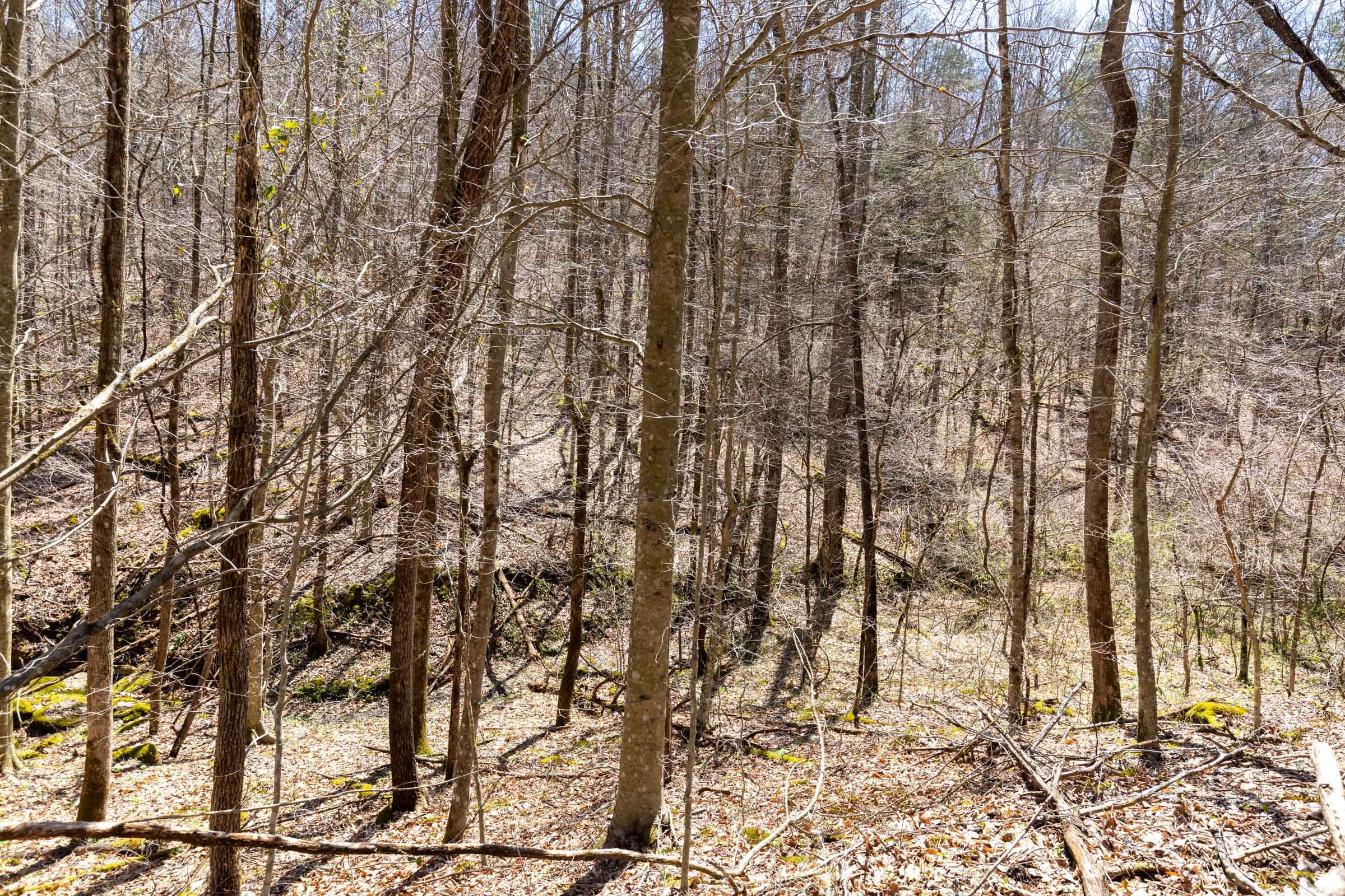 Woodland Heights Tract 5 photo 15