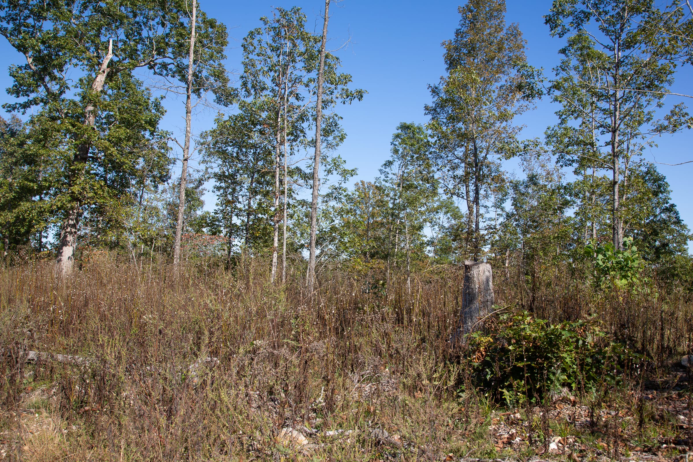 Borgmann’s Hollow Phase IV Tract 110 photo 2
