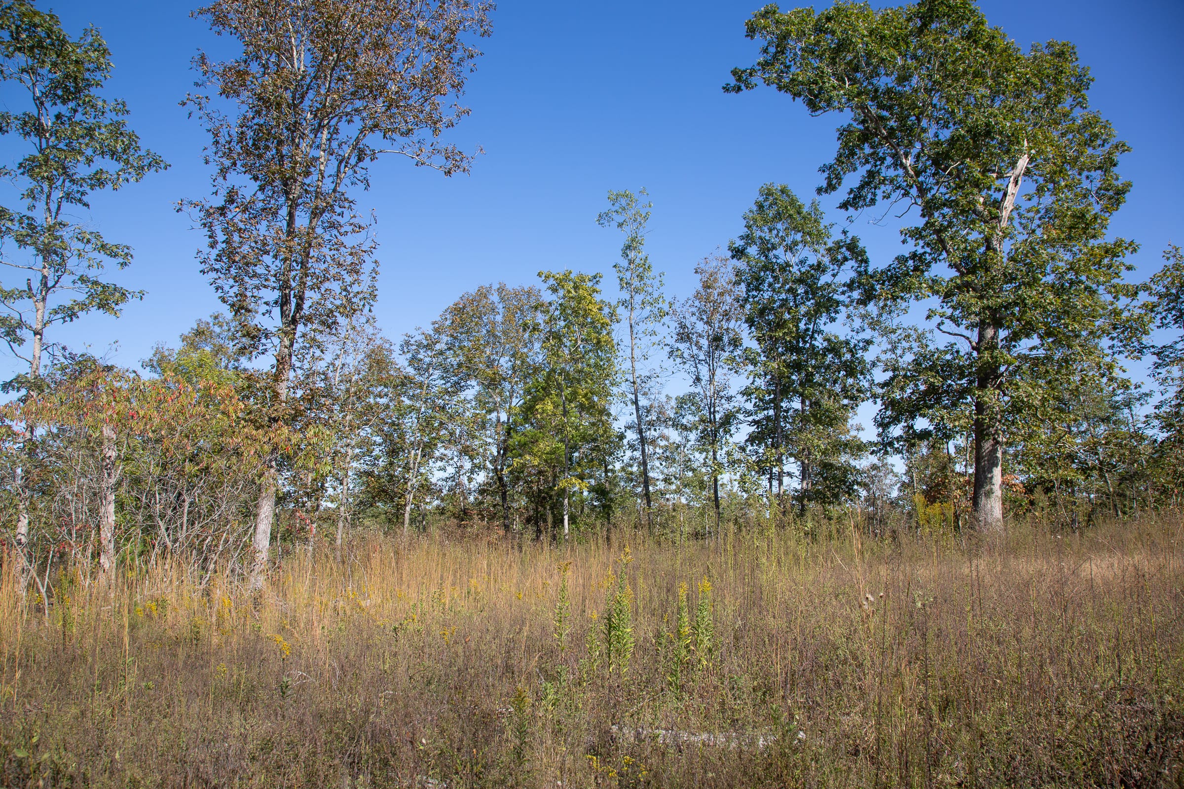 Borgmann’s Hollow Phase IV Tract 110 photo 3