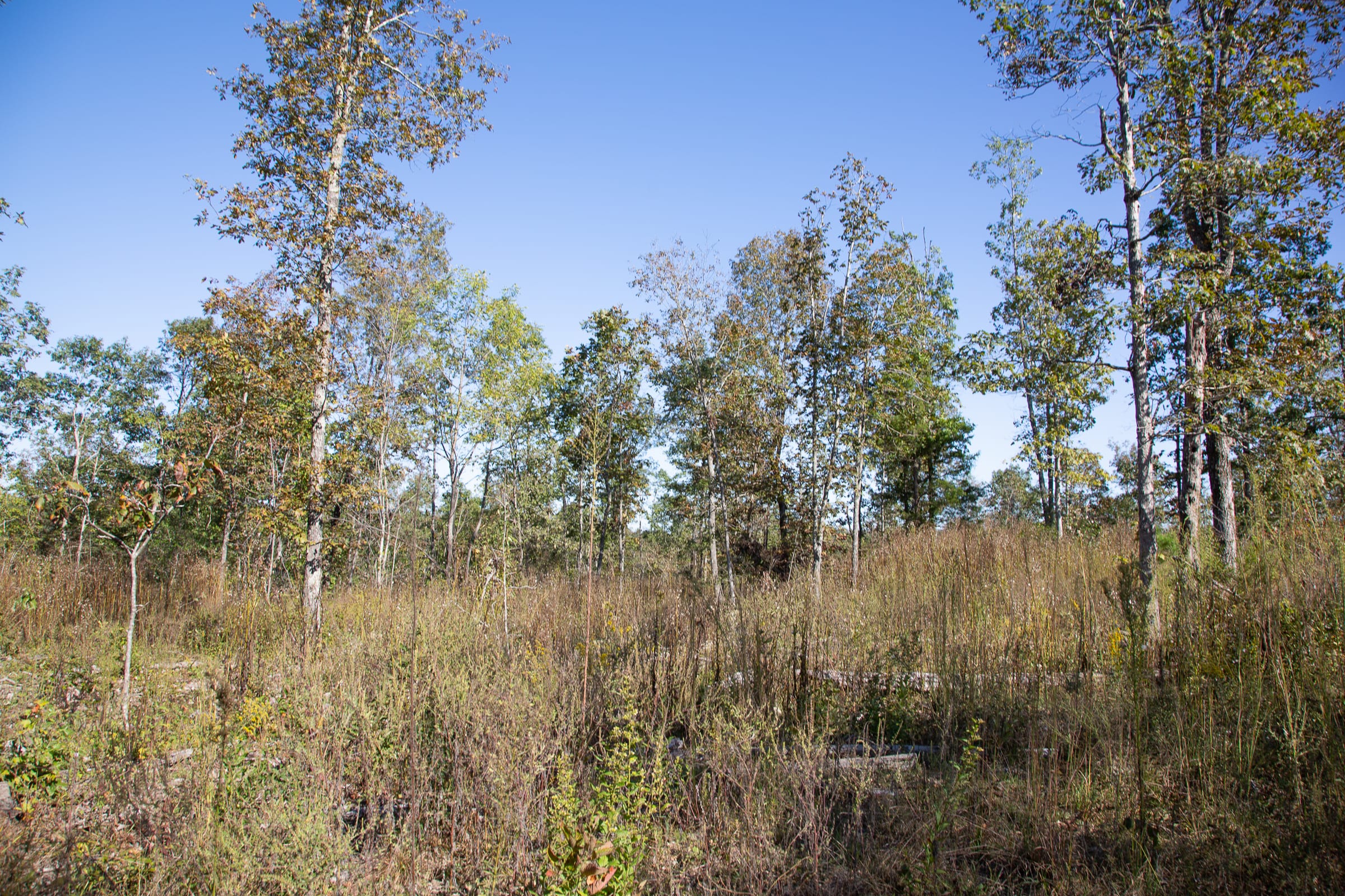 Borgmann’s Hollow Phase IV Tract 110 photo 5