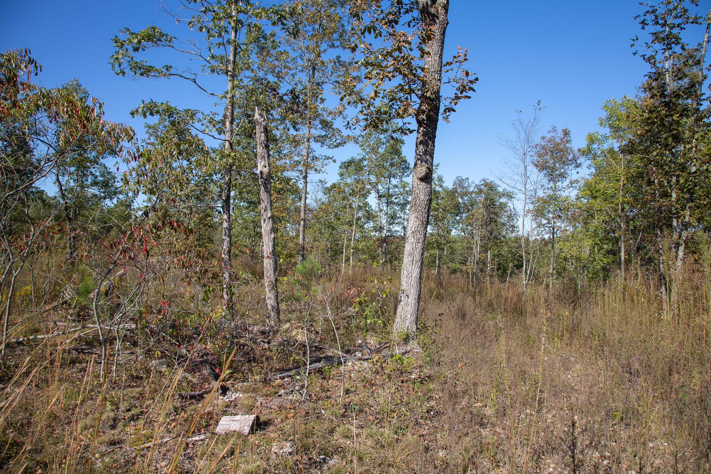 Borgmann’s Hollow Phase IV Tract 110 photo 6