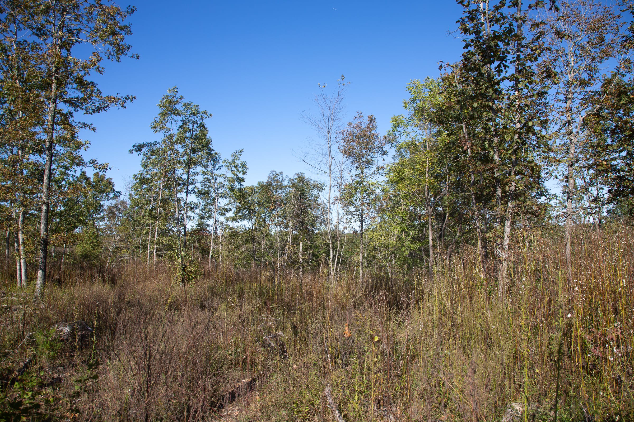 Borgmann’s Hollow Phase IV Tract 110 photo 7