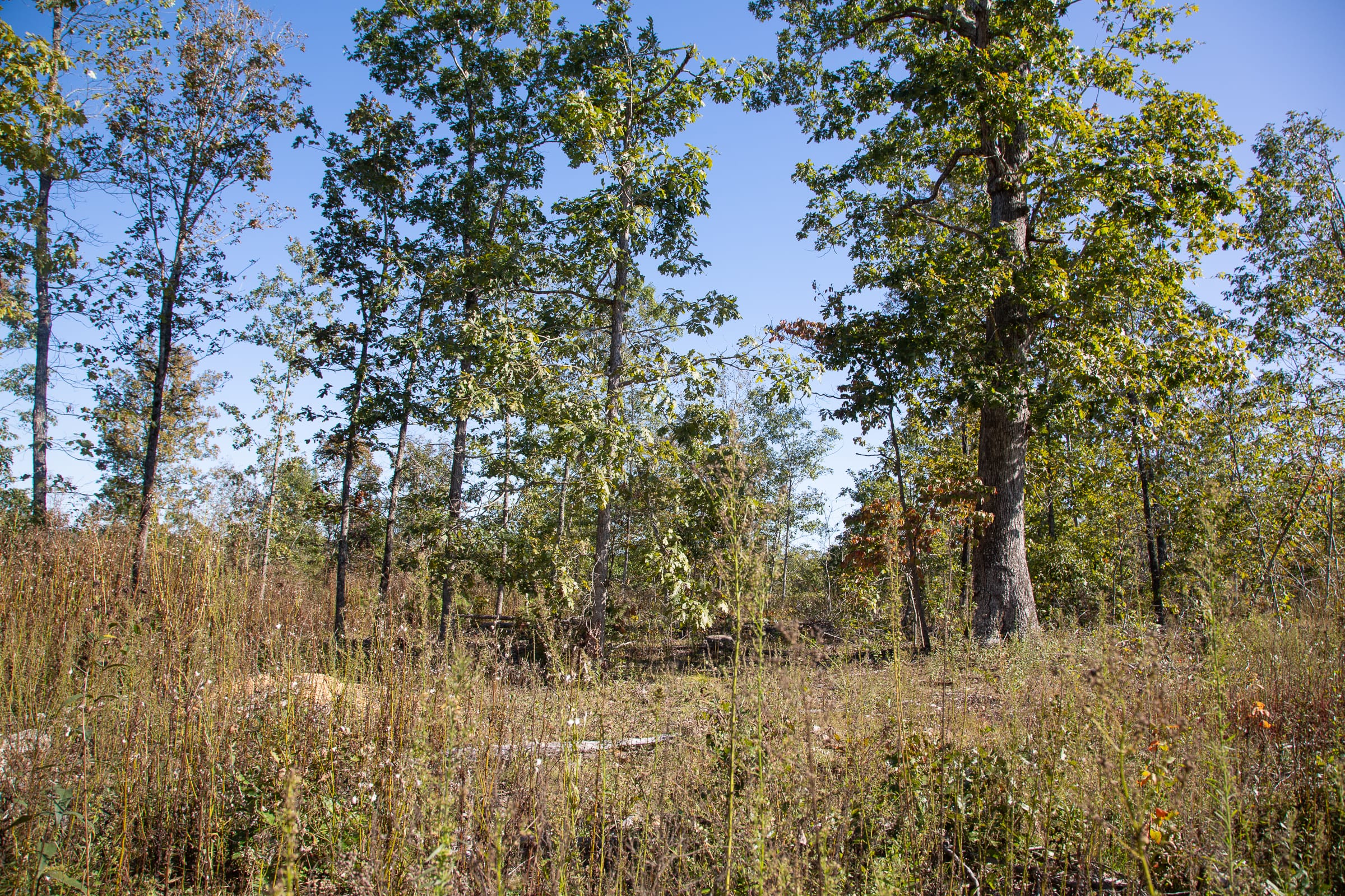 Borgmann’s Hollow Phase IV Tract 110 photo 9