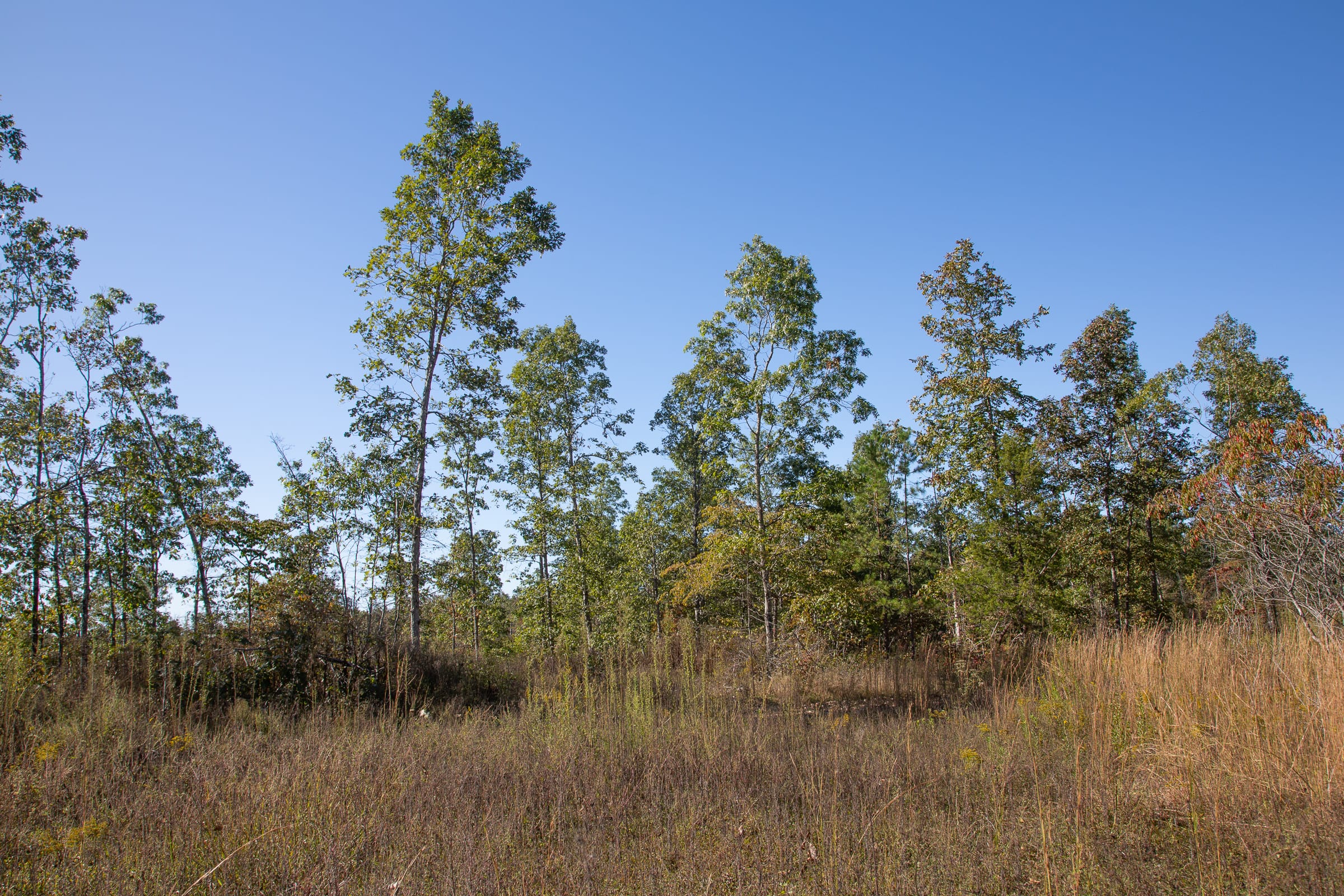 Borgmann’s Hollow Phase IV Tract 110 photo 10