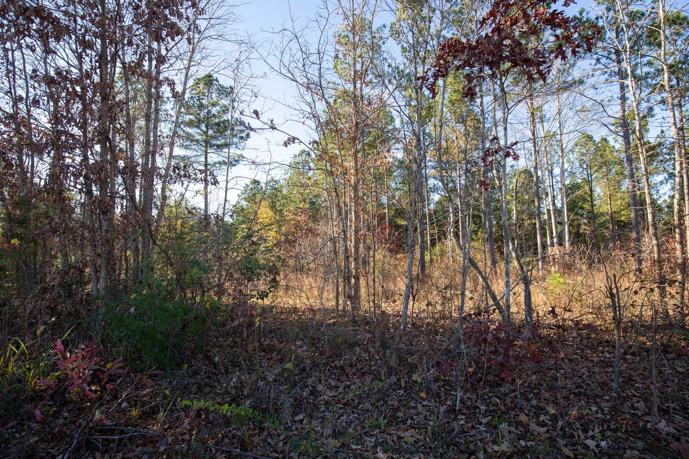 Whetstone Pines Tract 5 photo 4