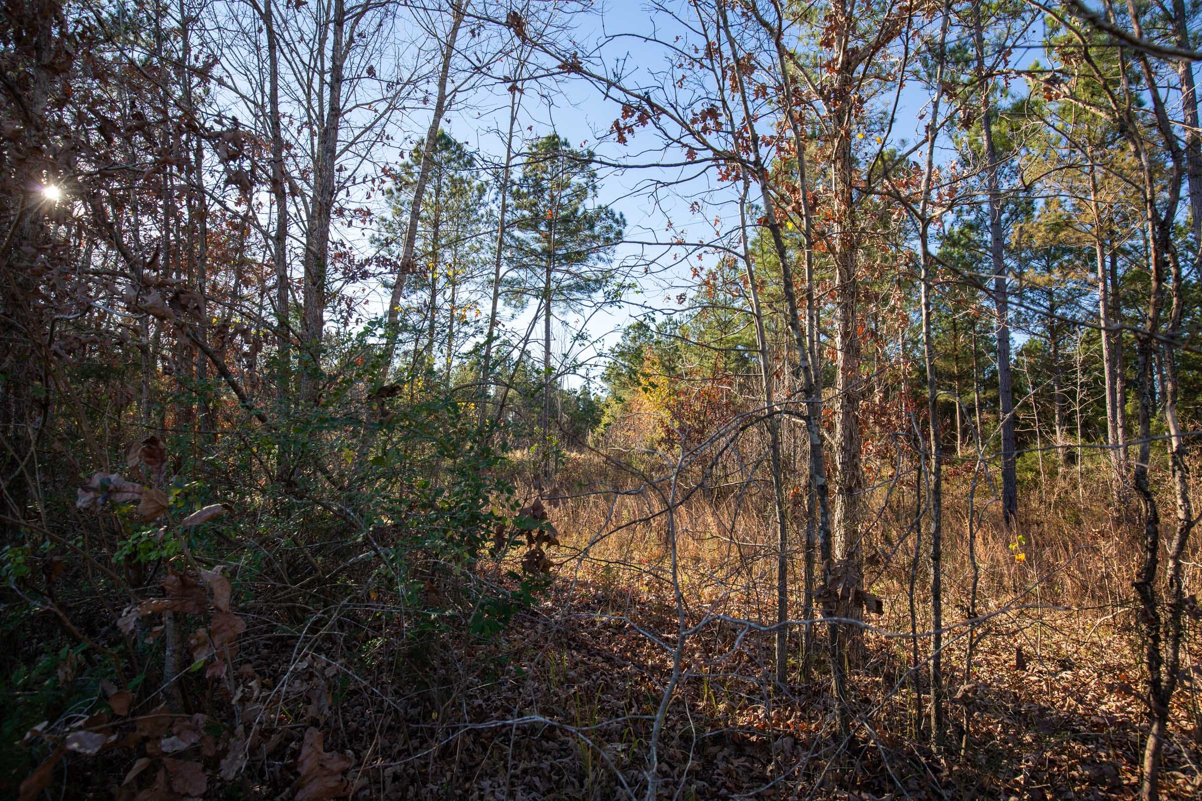 Whetstone Pines Tract 5 photo 5