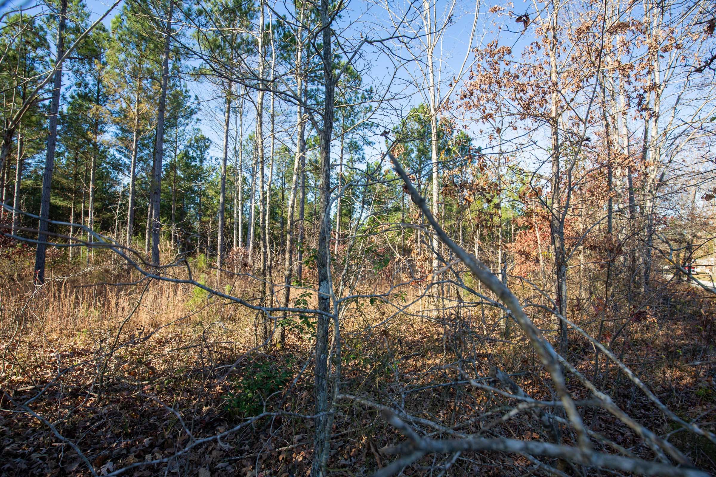 Whetstone Pines Tract 5 photo 6