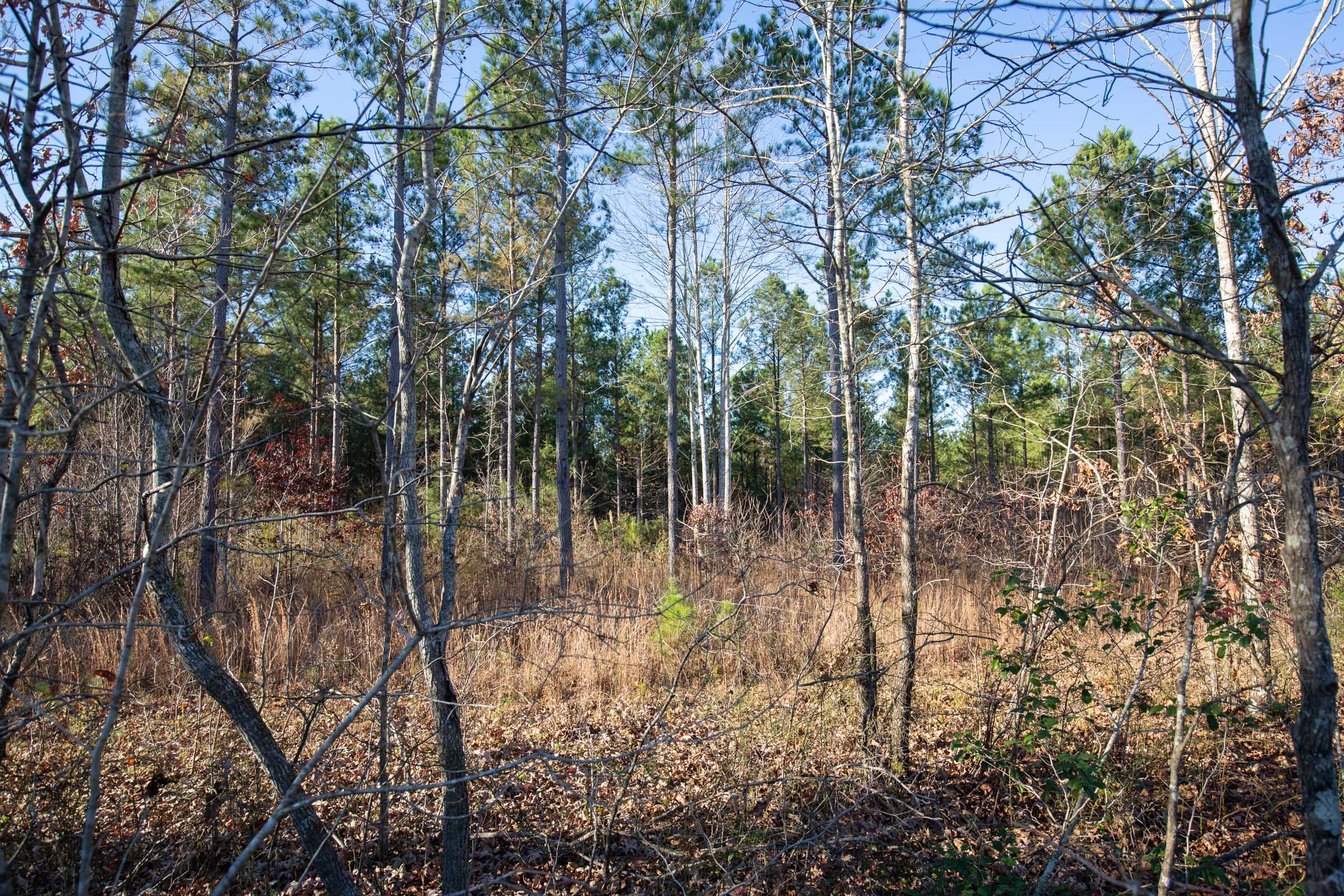 Whetstone Pines Tract 5 photo 7