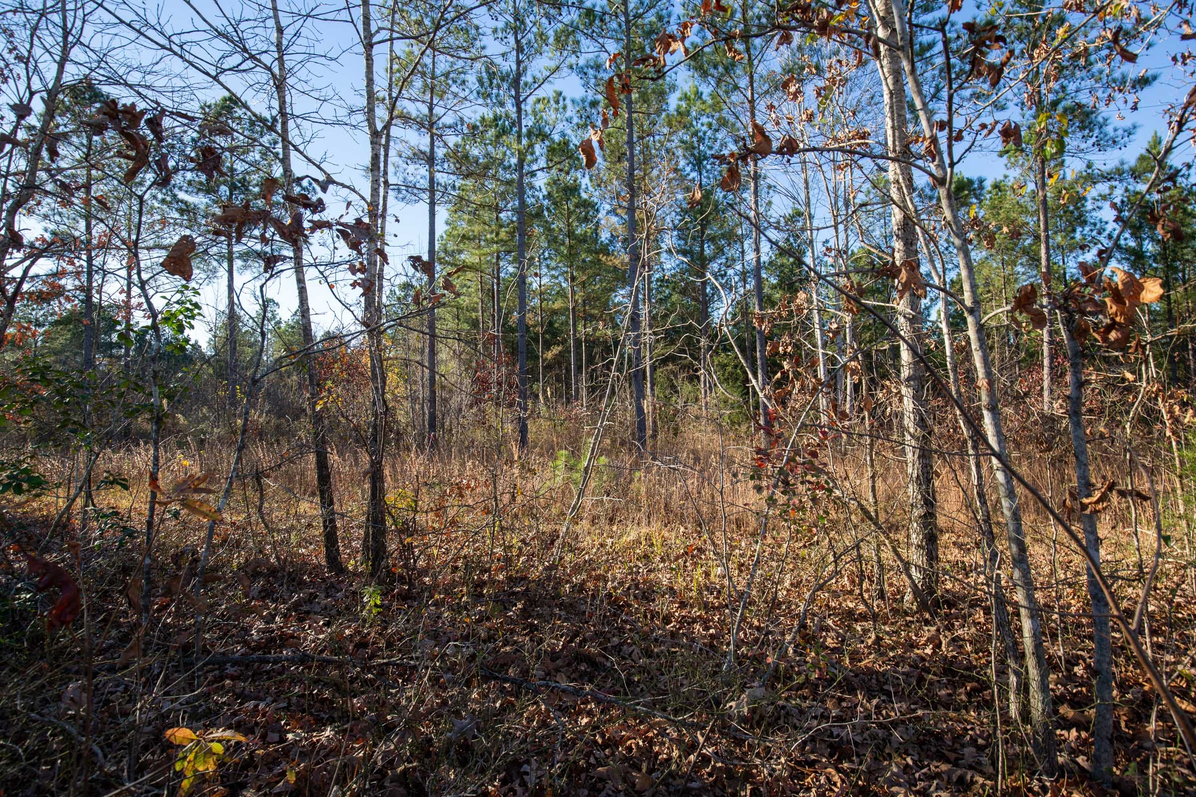 Whetstone Pines Tract 5 photo 1